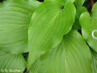 Hosta rupifraga 'Tetra'