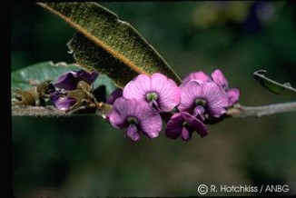 Hovea acutifolia