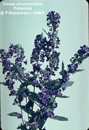 Hovea chorizemifolia