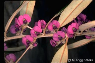 Hovea lanceolata