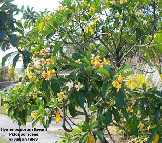 Hymenosporum flavum