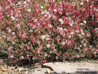 Hypocalymma angustifolium 