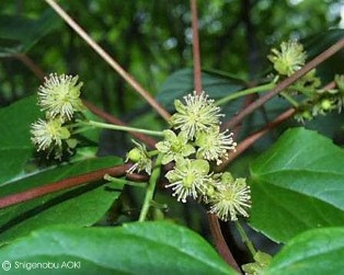 Idesia polycarpa 