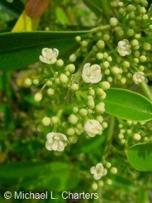 Ilex paraguariensis