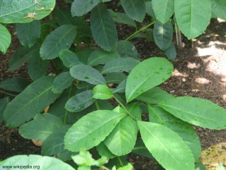 Ilex paraguariensis