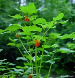 Impatiens capensis