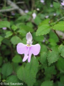 Impatiens hochstetteri ssp. hochstetteri