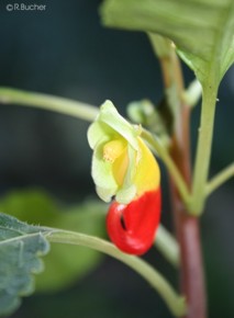 Impatiens niamniamensis