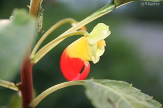 Impatiens niamniamensis