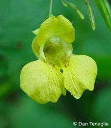 Impatiens pallida