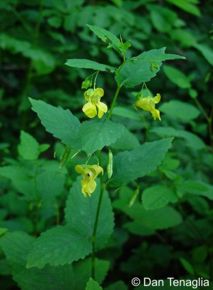 Impatiens pallida