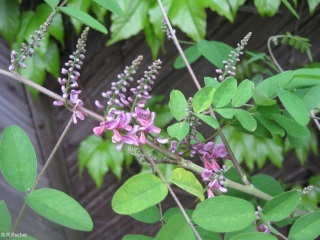 Indigofera amblyantha 