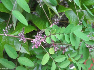 Indigofera amblyantha 