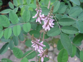 Indigofera amblyantha 