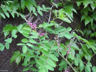 Indigofera amblyantha 