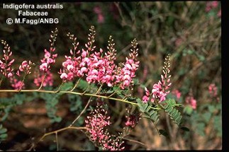 Indigofera australis