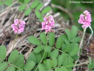 Indigofera pseudotinctoria 