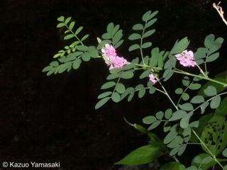 Indigofera pseudotinctoria 