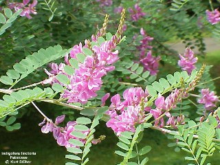 Indigofera tinctoria