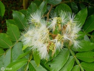 Inga edulis