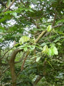 Inga edulis