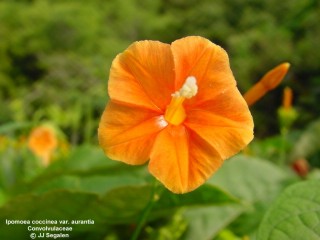 Ipomoea coccinea var. aurantia