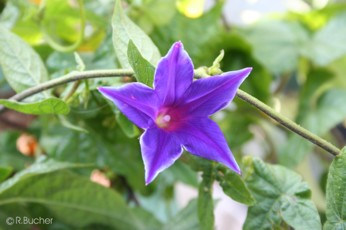 Ipomoea tric. 'Double Blue Picotee'