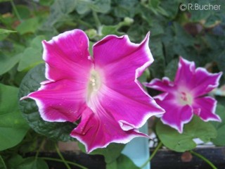 Ipomoea tric. 'Double Red Picotee'