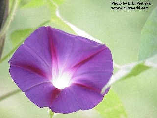 Ipomoea tricolor 'Grandpa Ott'