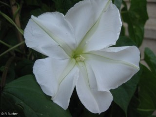Ipomoea alba