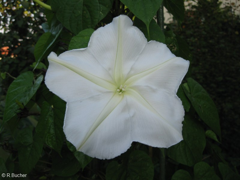 Exotische Nutz und Zierpflanzen Ipomoea alba