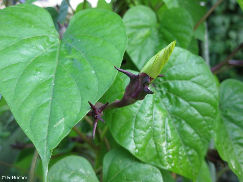 Exotische Nutz und Zierpflanzen Ipomoea alba