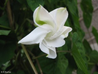 Ipomoea alba