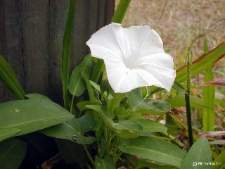 Ipomoea aquatica