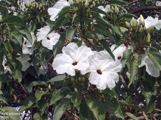 Ipomoea arborescens