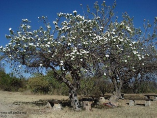 Ipomoea arborescens