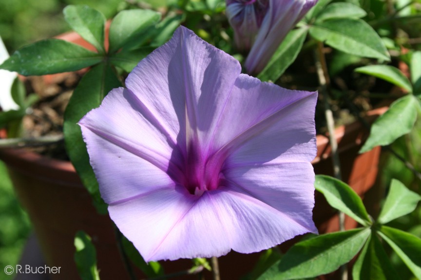 Exotische Nutz und Zierpflanzen Ipomoea cairica
