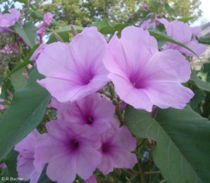 Ipomoea carnea 'lavender'