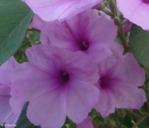 Ipomoea carnea 'lavender'