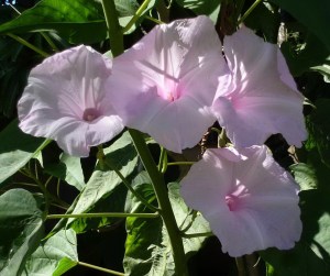 Ipomoea carnea 'lavender'