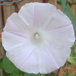Ipomoea cordatotriloba 'alba'