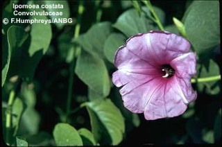 Ipomoea costata