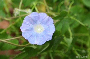 Ipomoea hederacea