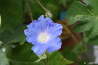 Ipomoea hederacea