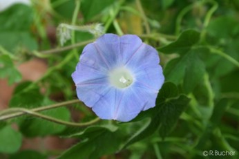 Ipomoea hederacea