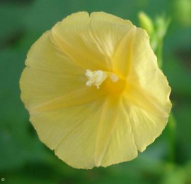 Ipomoea hederifolia var. lutea