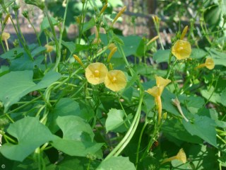 Ipomoea hederifolia var. lutea