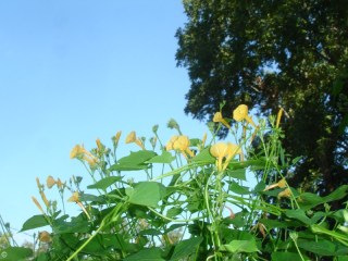 Ipomoea hederifolia var. lutea