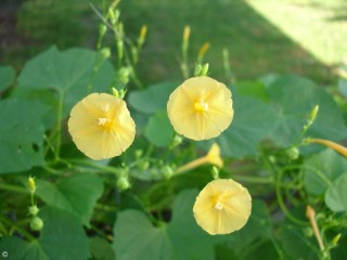 Ipomoea hederifolia var. lutea