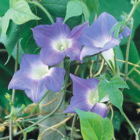 Ipomoea hirsuta 'Mini Sky Blue'